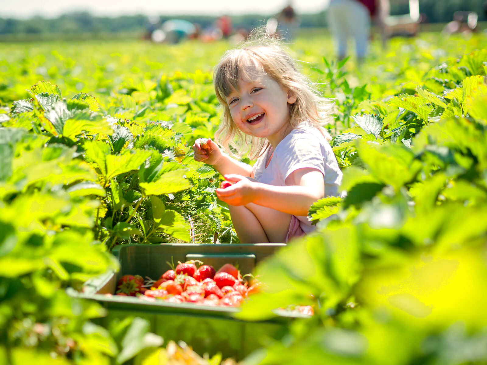 Strawberry picking