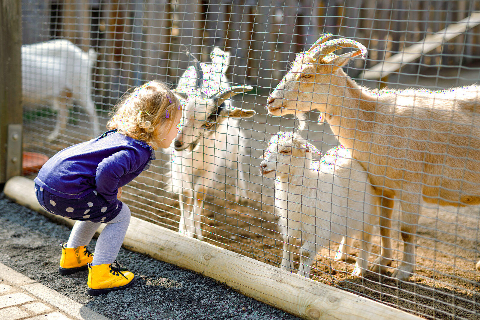 A child meeting an alpaca at a family farm